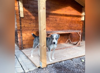 Daenerys - menschenbezogen, lieb