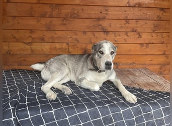 Daenerys - menschenbezogen, lieb