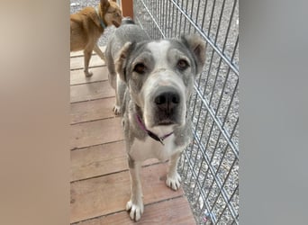 Daenerys - menschenbezogen, lieb