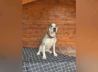 Daenerys - menschenbezogen, lieb