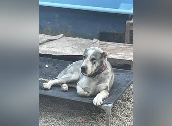 Daenerys - menschenbezogen, lieb