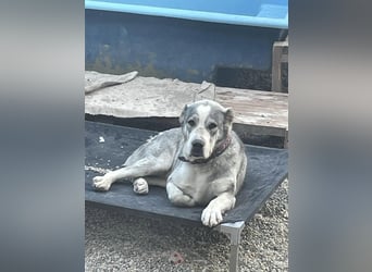 Daenerys - menschenbezogen, lieb