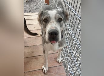 Daenerys - menschenbezogen, lieb