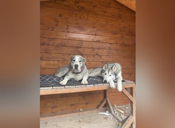 Daenerys - menschenbezogen, lieb