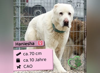 Haniesha
