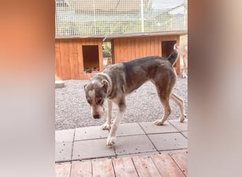 Daenerys - menschenbezogen, lieb