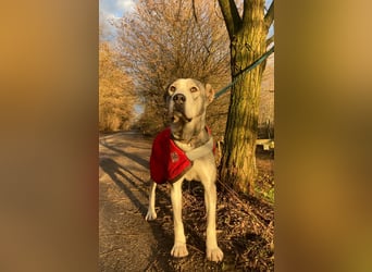 Daenerys - menschenbezogen, lieb