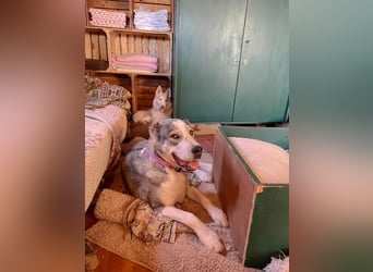 Daenerys - menschenbezogen, lieb