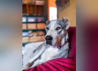 Daenerys - menschenbezogen, lieb