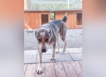 Daenerys - menschenbezogen, lieb