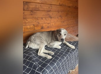 Daenerys - menschenbezogen, lieb