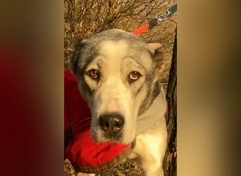 Daenerys - menschenbezogen, lieb