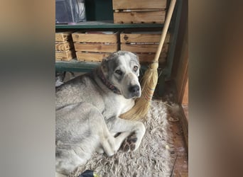 Daenerys - menschenbezogen, lieb