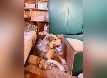 Daenerys - menschenbezogen, lieb