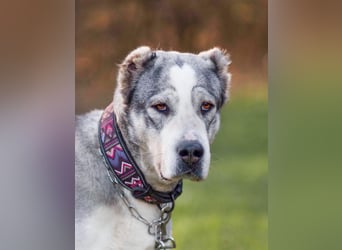 Daenerys - menschenbezogen, lieb