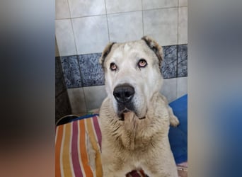 Tor: Großer Kerl mit weichem Herzen