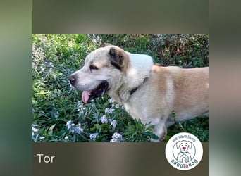 Tor: Großer Kerl mit weichem Herzen