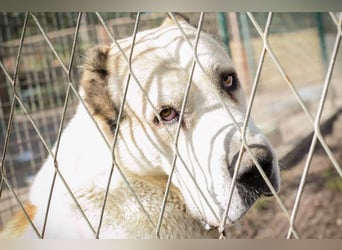 Tor: Großer Kerl mit weichem Herzen