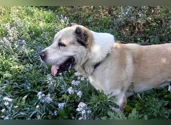 Tor: Großer Kerl mit weichem Herzen