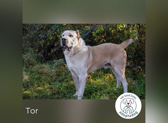 Tor: Großer Kerl mit weichem Herzen