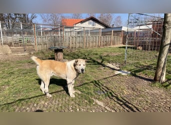 Tor: Großer Kerl mit weichem Herzen