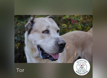 Tor: Großer Kerl mit weichem Herzen