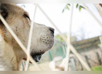 Tor: Großer Kerl mit weichem Herzen