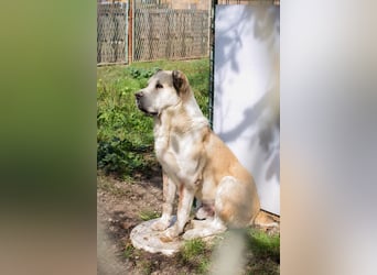 Tor: Großer Kerl mit weichem Herzen