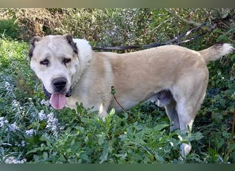 Tor: Großer Kerl mit weichem Herzen