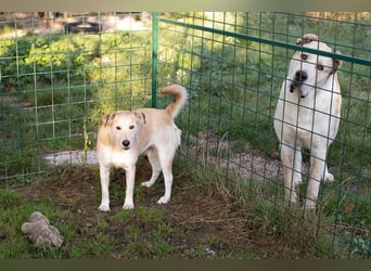 Tor: Großer Kerl mit weichem Herzen