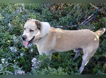 Tor: Großer Kerl mit weichem Herzen