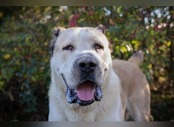 Tor: Großer Kerl mit weichem Herzen