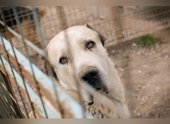 Tor: Großer Kerl mit weichem Herzen