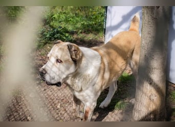 Tor: Großer Kerl mit weichem Herzen