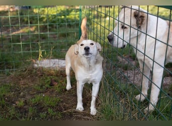 Tor: Großer Kerl mit weichem Herzen