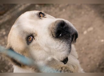 Tor: Großer Kerl mit weichem Herzen