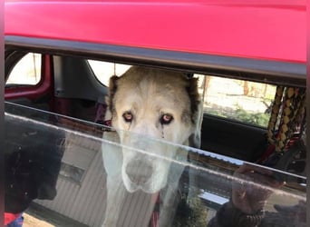 Tor: Großer Kerl mit weichem Herzen