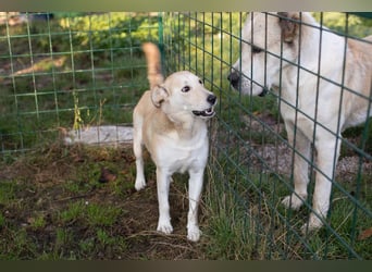 Tor: Großer Kerl mit weichem Herzen