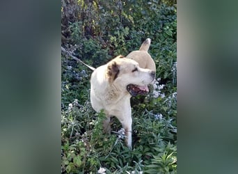 Tor: Großer Kerl mit weichem Herzen