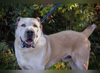 Tor: Großer Kerl mit weichem Herzen