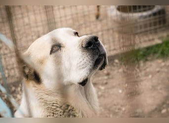 Tor: Großer Kerl mit weichem Herzen