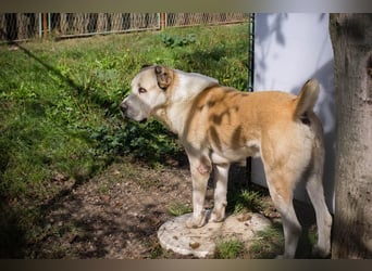 Tor: Großer Kerl mit weichem Herzen