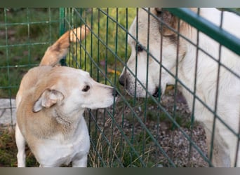 Tor: Großer Kerl mit weichem Herzen