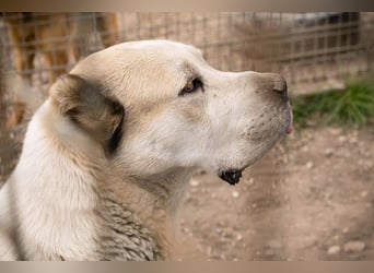 Tor: Großer Kerl mit weichem Herzen