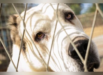 Tor: Großer Kerl mit weichem Herzen