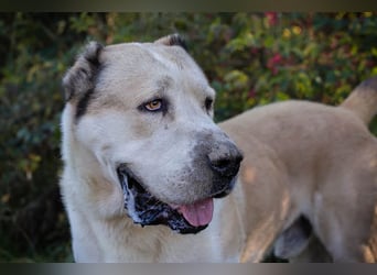 Tor: Großer Kerl mit weichem Herzen