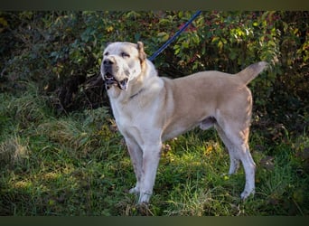 Tor: Großer Kerl mit weichem Herzen