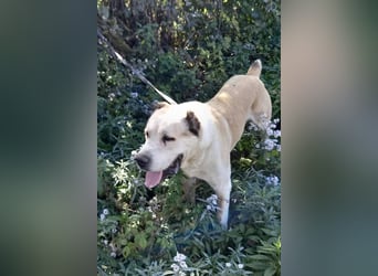 Tor: Großer Kerl mit weichem Herzen