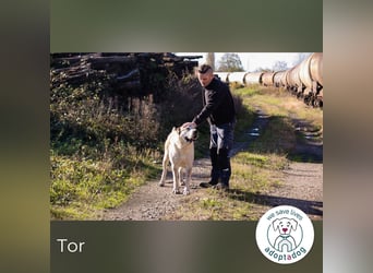Tor: Großer Kerl mit weichem Herzen