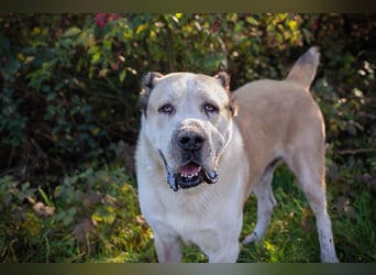 Tor: Großer Kerl mit weichem Herzen